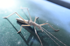 Zaprochilus australis