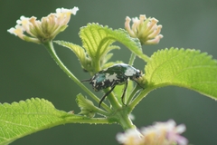 Protaetia aurichalcea