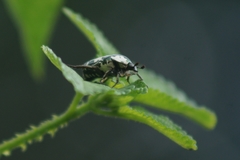Protaetia aurichalcea