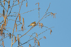 Phylloscopus trochilus