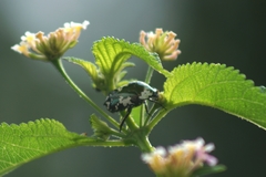 Protaetia aurichalcea