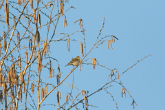 Phylloscopus trochilus