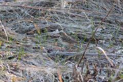 Anthus trivialis