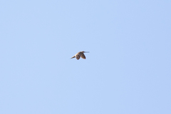 Gallinago gallinago
