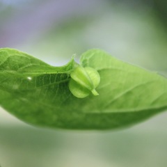 Celticecis semenrumicis