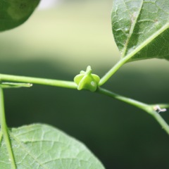 Celticecis semenrumicis