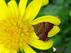 Choreutis achyrodes