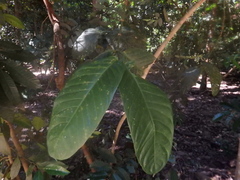 Utania nervosa