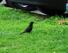 Turdus merula