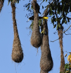 Crested Oropendola photo 6