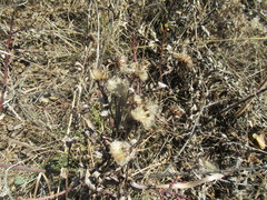 Saussurea salicifolia