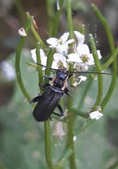 Cantharis obscura