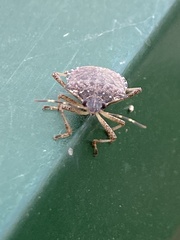 Halyomorpha halys