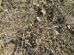 Saussurea salicifolia