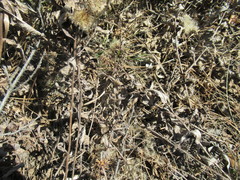 Saussurea salicifolia