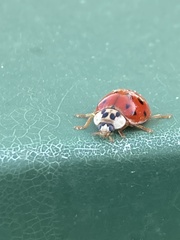 Harmonia axyridis
