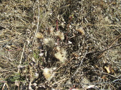 Saussurea salicifolia