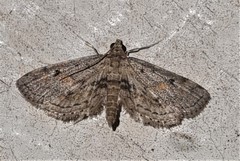 Parapoynx crisonalis