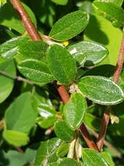 Cotoneaster × suecicus