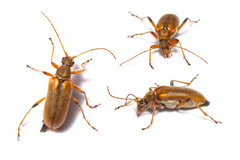 Cortodera humeralis