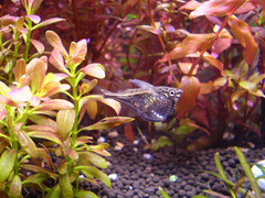 Black-Winged Hatchetfish photo 3