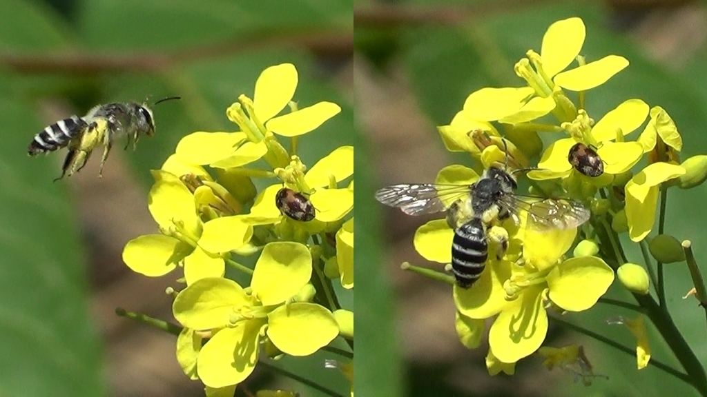 Andrena vetula