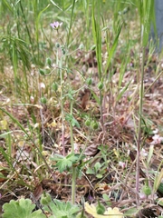 Geranium molle