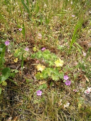 Geranium molle