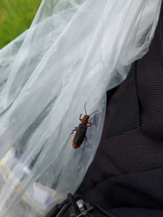 Cantharis rustica