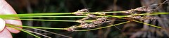 Schoenus cuspidatus