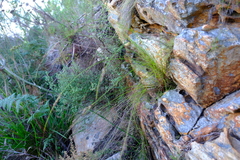 Schoenus cuspidatus