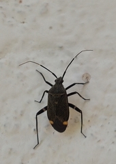 Closterotomus cinctipes