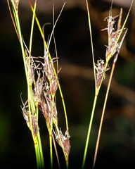 Schoenus cuspidatus