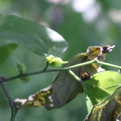 Celticecis semenrumicis