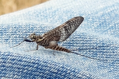 Ephemera danica