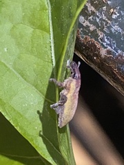 Lixus angustus