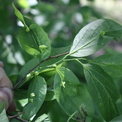 Celticecis semenrumicis