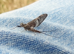 Ephemera danica