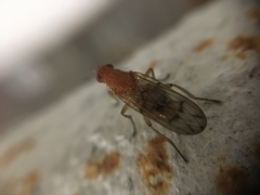 Dryomyzidae