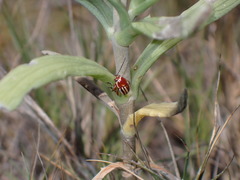 Cryptocephalus obsoletus