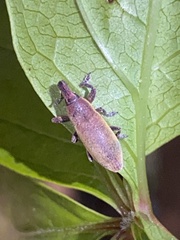 Lixus angustus