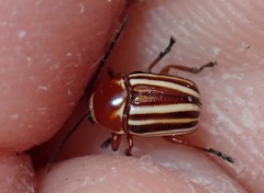 Cryptocephalus obsoletus