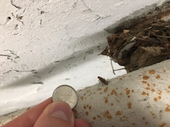 Dryomyzidae