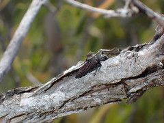 Polycesta goryi
