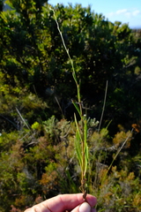 Othonna multicaulis