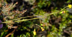 Othonna multicaulis