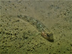 Acentrogobius pflaumii