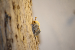 Malacosoma neustria
