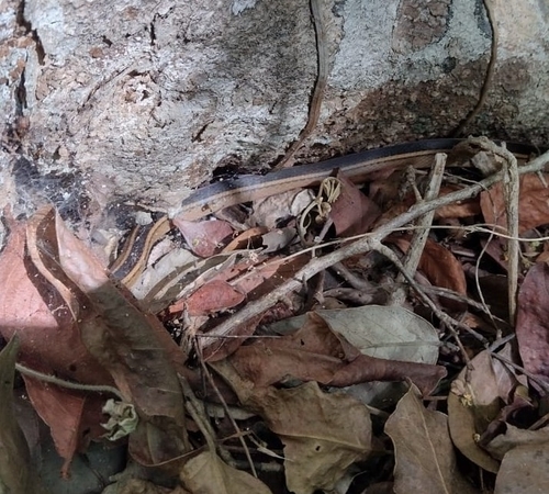 Faded Black-striped Snake