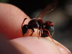 Vespacarus